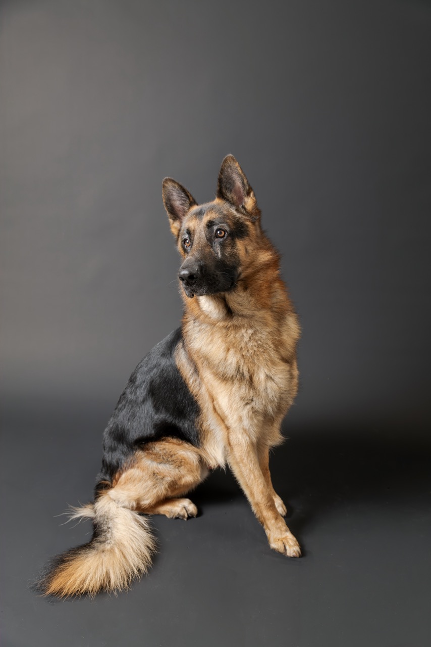 Canine Portrait Rex Sitting